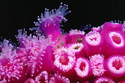 쳼Soft Coral GrottoǱˮ