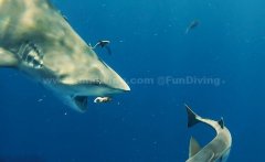 ǱˮԱ貶ʳ棬ѪڼֱŻ