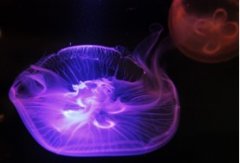 ŮڰǱˮֻˮĸΧ 漫